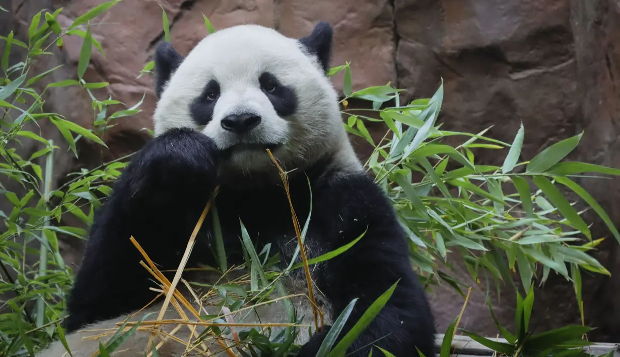 Seekor panda jantan, Yun Chuan erlihat saat debut publiknya di Kebun Binatang San Diego di San Diego, California pada 8 Agustus 2024. (Sandy Huffaker / AFP)