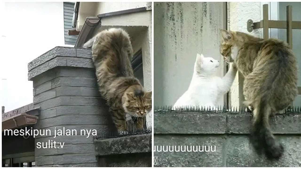 6 Potret Aksi Lucu Kucing Jantan Bertemu Si Betina, Penuh Keyakinan Meski Sulit