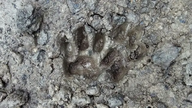 Jejak harimau mangsa ternak warga di Riau