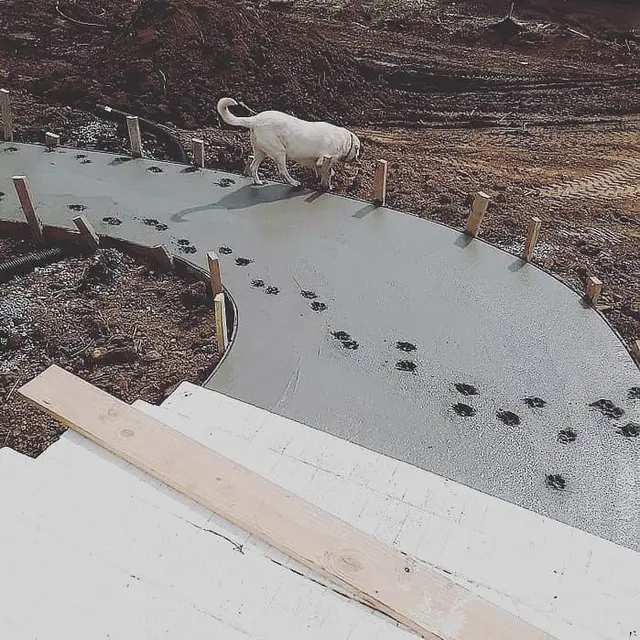 6 Potret Hewan Terobos Cor Beton yang Masih Baru Ini Bikin Kesal