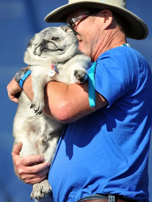 Anjing bernama Grove digendong pemiliknya ketika mengikuti Kontes Anjing Terjelek di Dunia, di Petaluma, California, Jumat (26/6/2015). (AFP PHOTO/JOSH Edelson)