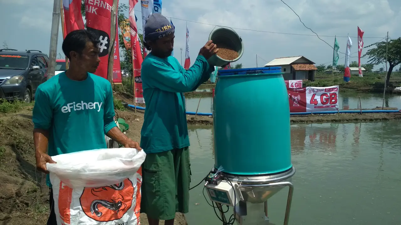 Mengintip Budidaya Ikan Lele Dengan Sentuhan Teknologi di Indramayu