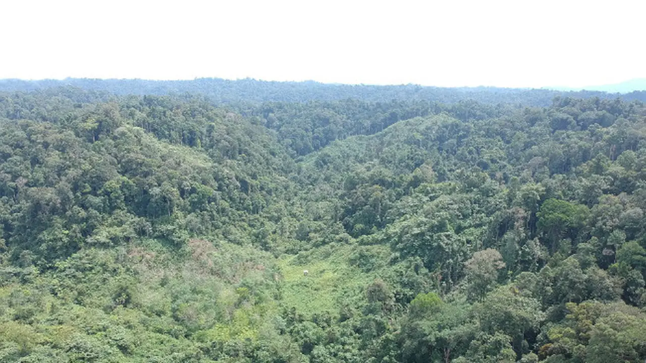 Menjaga Hutan Desa Rio Kemuyang untuk Kehidupan