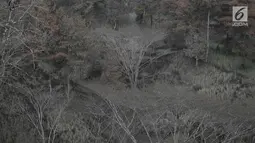 Kebun yang kering di Desa Besakih, Karangasem, Bali, Jumat (8/12). Erupsi Gunung Agung yang memuntahkan abu vulkanik menyebabkan kawasan Besakih yang sebelumnya hijau menjadi gersang akibat banyak pohon terbakar dan mati. (Liputan6.com/Immanuel Antonius)