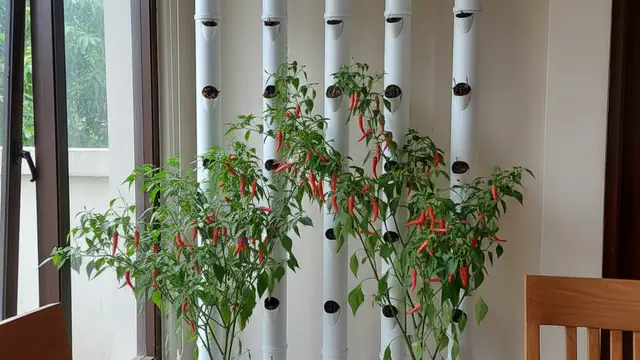 Ide Kebun Cabai Indoor Sederhana. AI