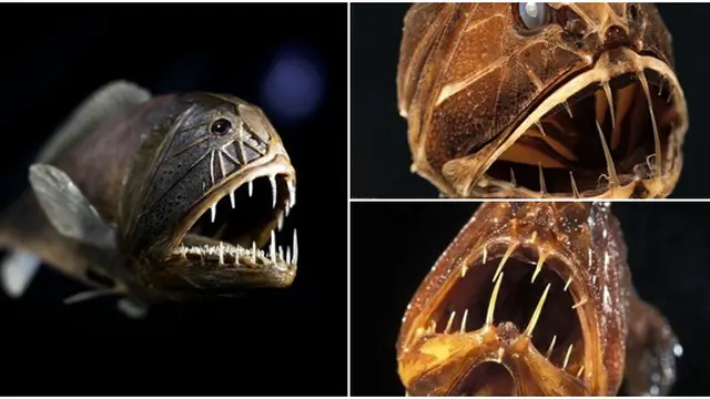 (c) allthatisinteresting.com