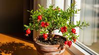 Buah delima kerdil ditanam di pot dalam rumah. [Foto: Gemini]