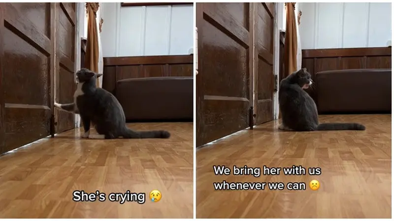 Kucing Ini Menangis Saat Diprank Ditinggal Sendirian di Rumah, Bikin Ikut Sedih