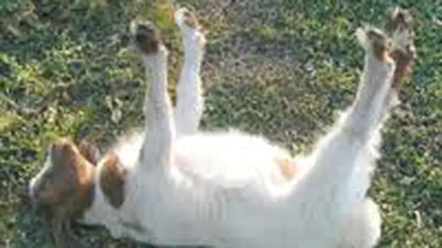 Dikejar Manusia, Sekumpulan Kambing Pura-Pura Mati