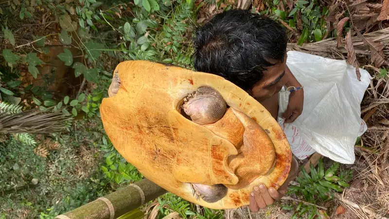 Orang Rimba berburu Sebodo