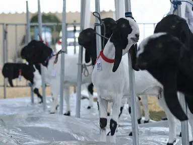 Sejumlah kambing saat mengikuti kontes ternak kambing kaligesing dalam acara Jambore Peternakan Nasional 2017 di Buperta Cibubur, Jakarta, Sabtu (23/9). Kontes ternak kambing kaligesing dikuti 120 peserta. (Liputan6.com/Herman Zakharia)