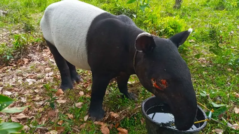 Tapir yang matanya hilang karena berkonflik dengan manusia di Kabupaten Kuansing.