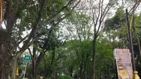 Menapaki Tangga Setapak Jejak Kerajaan Sriwijaya di Bukit Siguntang Palembang