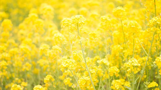 Ilustrasi bunga, warna kuning