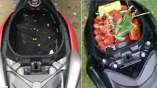 Bagasi Yamaha NMax untuk ikan dan rambutan.