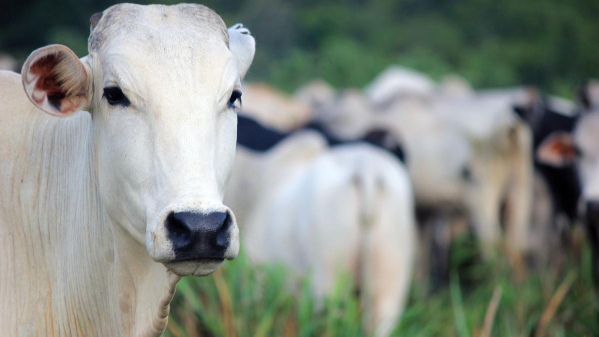 7 Sapi Termahal di Dunia 2025, Salah Satunya Dijual Seharga Rumah Sultan