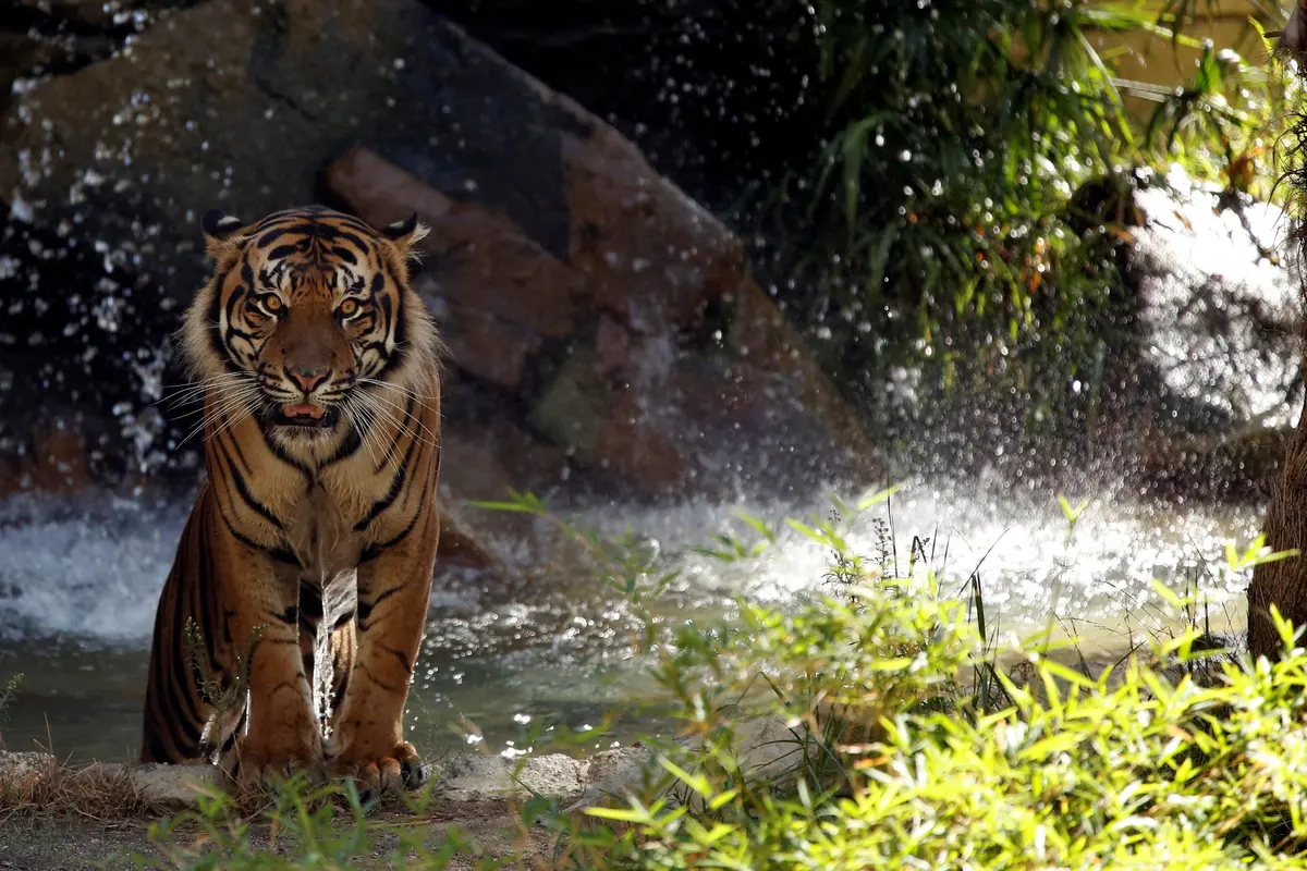 Harimau Sumatera