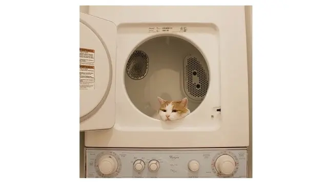 10 Potret Ini Buktikan Kucing Mampu Tidur di Mana Saja, Nyaman Banget