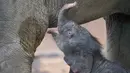 Seekor bayi gajah perempuan memainkan belalainya saat berdiri di samping ibunya 'Salvana' di kebun binatang Hagenbeck di Hamburg, Jerman (4/9). (AFP Photo/dpa/Daniel Reinhardt/Jerman Out)