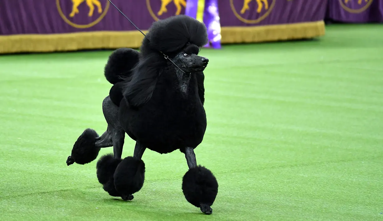 Siba, pudel standar bersaing untuk memenangkan Best in Show di Westminster Kennel Club Dog Show ke-144 di New York, Amerika Serikat, Selasa (11/2/2020). Westminster Kennel Club Dog Show ke-144 berlangsung pada tanggal 8 hingga 11 Februari 2020. (Johannes EISELE/AFP)