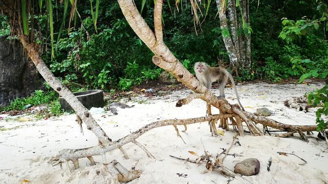 Teluk Hijau Banyuwangi. Liputan6.com/Mochamad Wahyu Hidayat
