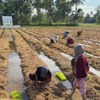 Sulap Limbah Pertanian Jadi Bernilai Ekonomi dan Turunkan Emisi