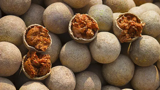 Buah Kawisata