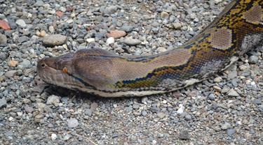 Kepala ular piton raksasa, di Pejagoan, Kebumen. (Foto: Liputan6.com/Muhamad Ridlo)