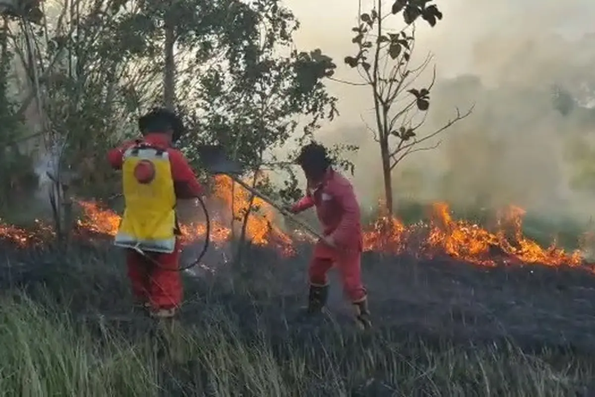 Kebakaran hutan di Konawe Selatan, mengakibatkan kabut asap dan lahan  terbakar seluas 6 hektar.(Liputan6.com/Ahmad Akbar Fua)