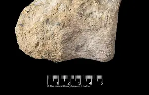 Fosil Dinosaurus Langka dari Antartika Ditemukan di Dalam Laci