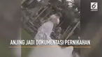 Sam dan Reece melangsungkan pernikahan dengan menggunakan anjing kesayangannya, George, sebagai juru dokumentasi pernikahan.