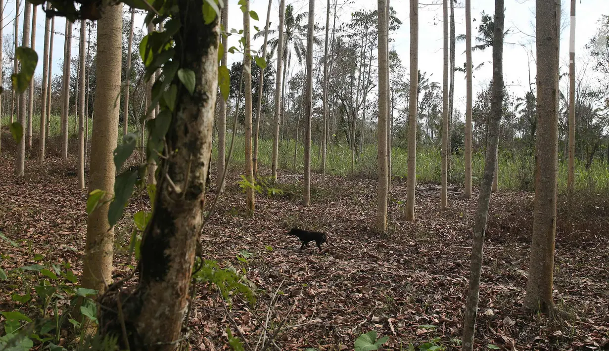 Seekor anjing berada di kebun di Desa Besakih, Karangasem, Bali, Jumat (8/12). Erupsi Gunung Agung yang memuntahkan abu vulkanik menyebabkan kawasan Besakih yang sebelumnya hijau menjadi gersang. (Liputan6.com/Immanuel Antonius)