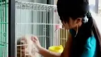 VIDEO: Jasa Penitipan Hewan Kebanjiran Order Jelang Lebaran
