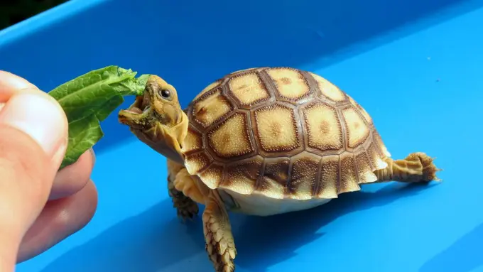 Wow! 6 Hewan Ini Punya Usia yang Panjang dan Hampir Abadi