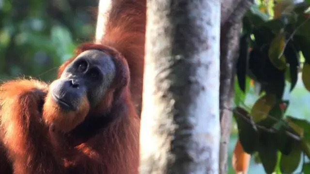 Orang utan