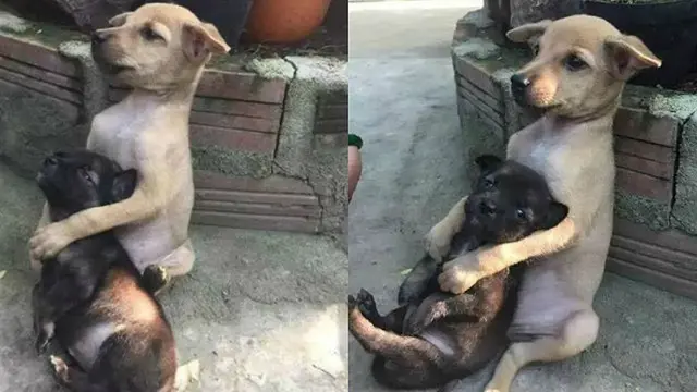 Terlantar di Jalanan, Anjing Ini 'Peluk' dan Jaga Kawannya