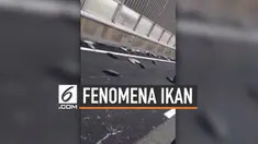 Ikan bonito tersebar di jalan raya Osaka, Jepang. Fenomena ini membuat lalu lintas di sekitar macet sepanjang 100 meter. Polisi tengah menyelidiki penyebab insiden ini.