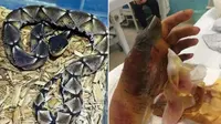 Foto ular dan bentuk jari korban (Facebook/Fakultas Kedokteran Hewan New York)