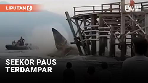 VIDEO: Detik-Detik Seekor Paus Terdampar di Perairan Banyuwangi