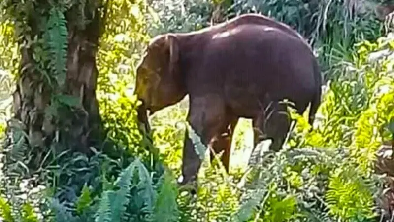 Gajah Sumatra tengah birahi yang mendekati pemukiman di Indragiri Hulu.