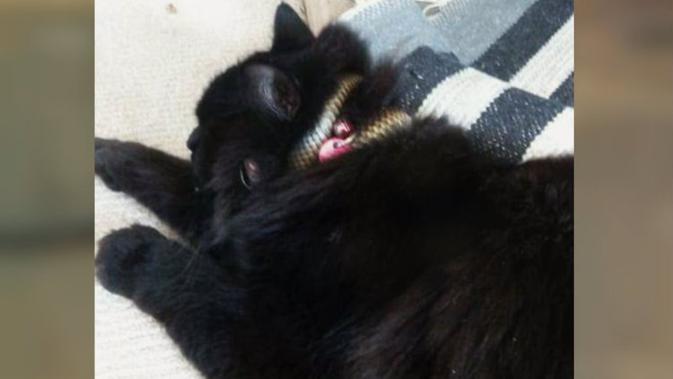 Ular Melilit Leher Seekor Kucing Ini Yang Kemudian Terjadi
