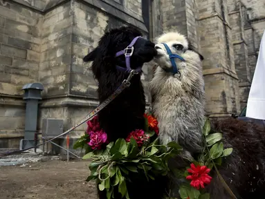 Dua alpacas menunggu untuk diberi pemberkatan pada 31st annual Feast of Saint Francis di gereja Katredal Santo John the Divine, New York, Minggu (4/10/2015). (REUTERS/Elizabeth Shafiroff)