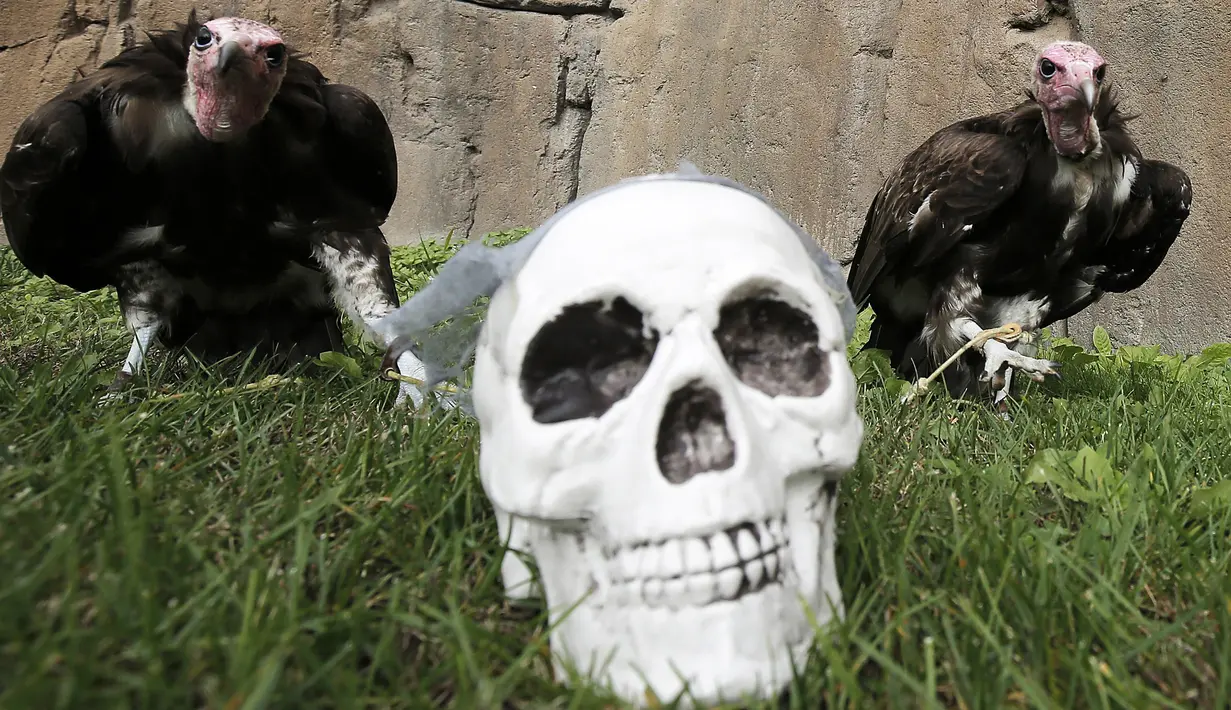 Dua Burung Hering berada di dekat tengkorak buatan saat  perayaan Halloween di Kebun Binatang Zoom Torino, Turin, Italia, Jumat (28/10). Tingkah unik diperlihatkan sejumlah hewan saat diberikan labu kepada mereka. (AFP PHOTO/Marco Bertorello)