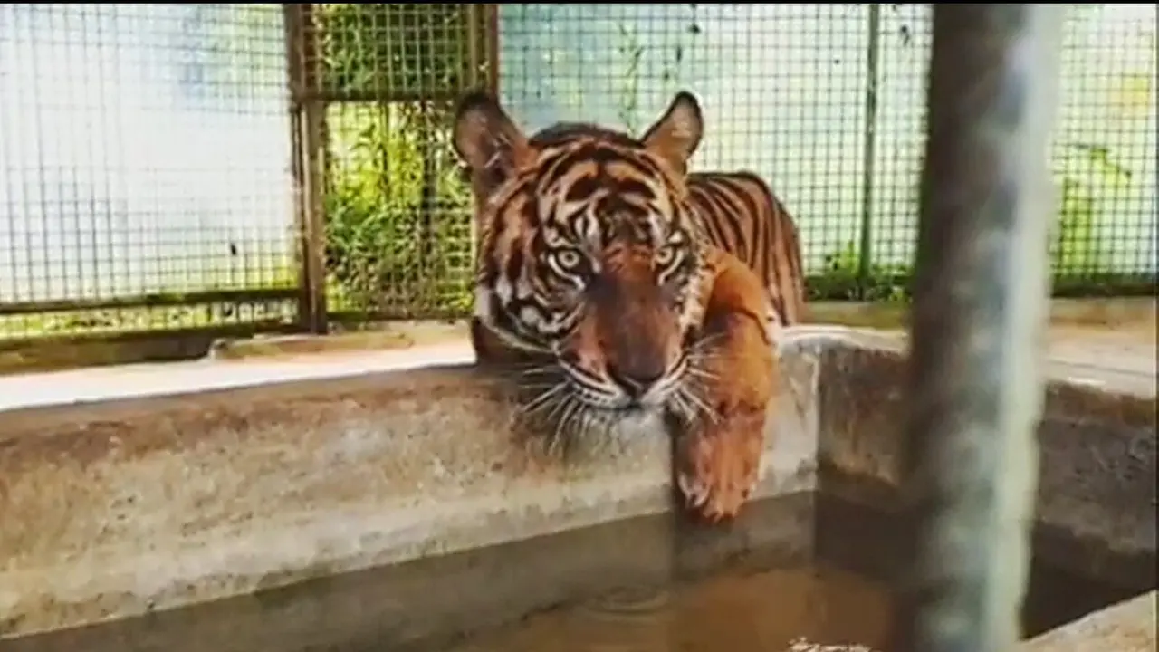 Atan Bintang