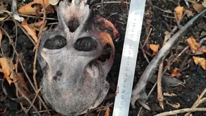 Misteri Tengkorak Orangutan di Area Konservasi Kalbar