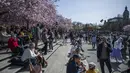 <p>Hingga kini Kungstradgarden menjadi lokasi bunga sakura yang terbesar di Stockholm. (Jonathan NACKSTRAND / AFP)</p>