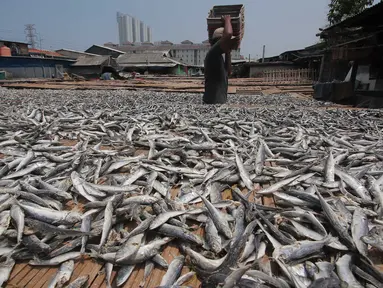 Pekerja saat menjemur ikan asin di Muara Angke, Jakarta, (4/12). Hal tersebut di sebabkan karena pasokan bahan baku mulai turun setelah Kementerian Kelautan dan Perikanan mengeluarkan sejumlah peraturan baru. Liputan6.com/Angga Yuniar