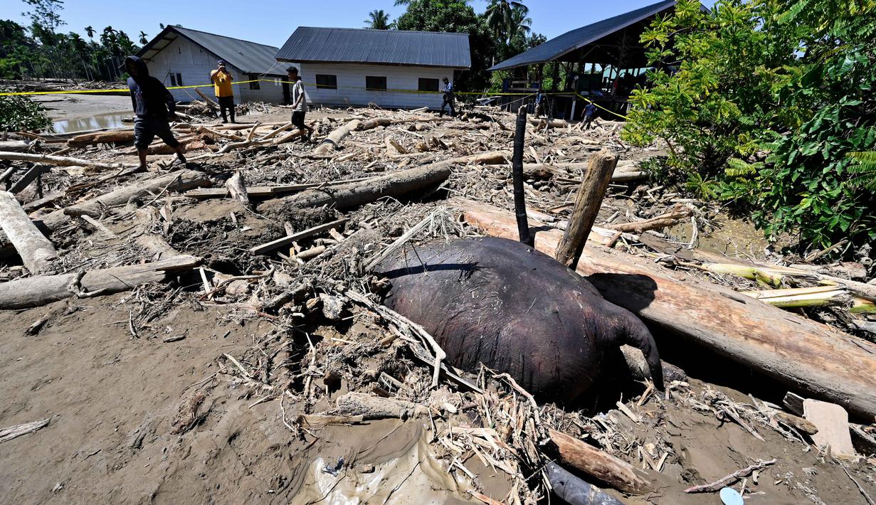 Satu gajah sumatera ditemukan mati di antara timbunan kayu dan lumpur pasca banjir bandang di Kabupaten Pidie Jaya, Aceh. Tampak dalam foto, orang-orang berjalan di dekat bangkai gajah Sumatra yang terkubur lumpur di daerah terdampak banjir di Meureudu, Kabupaten Pidie Jaya, Provinsi Aceh, pada 30 November 2025. (CHAIDEER MAHYUDDIN/AFP)