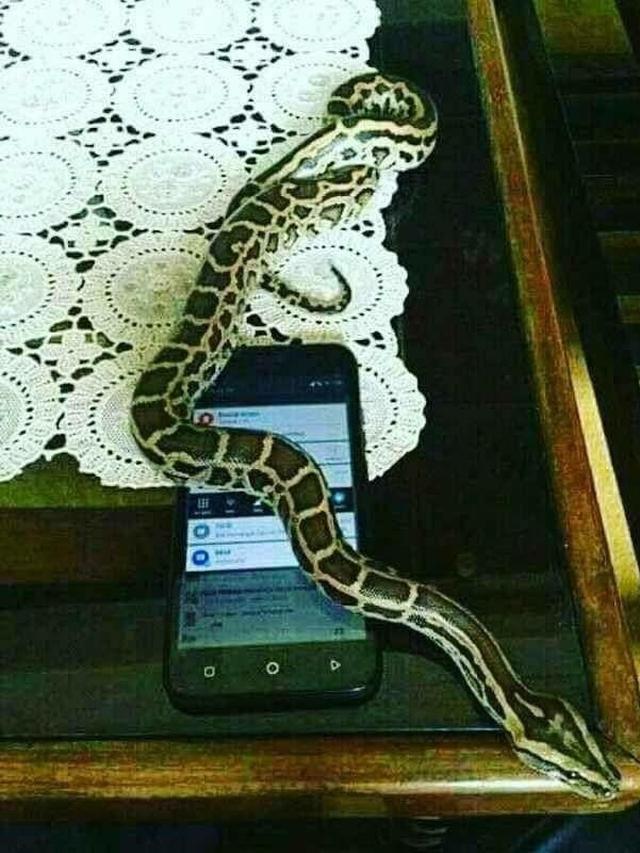 6 Potret Ular Bertingkah Bak Manusia Ini Nyeleneh, Ada yang Nonton TV