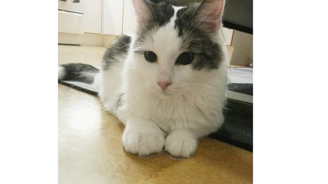 10 Potret Kucing Setelah Disengat Lebah Ini Bikin Kasihan